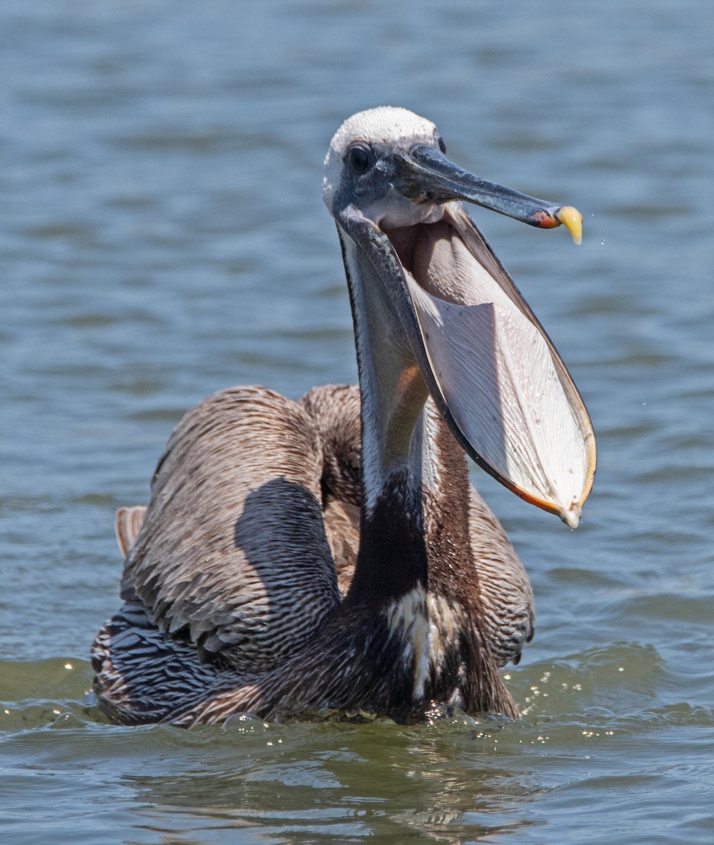 pelikán hnědý - ML620220440