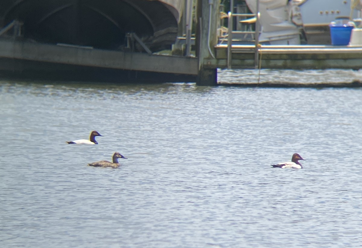 Canvasback - Jacob Llodra