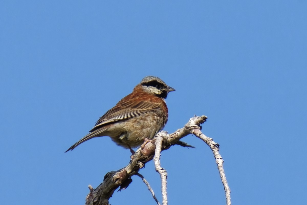 White-capped Bunting - ML620220443