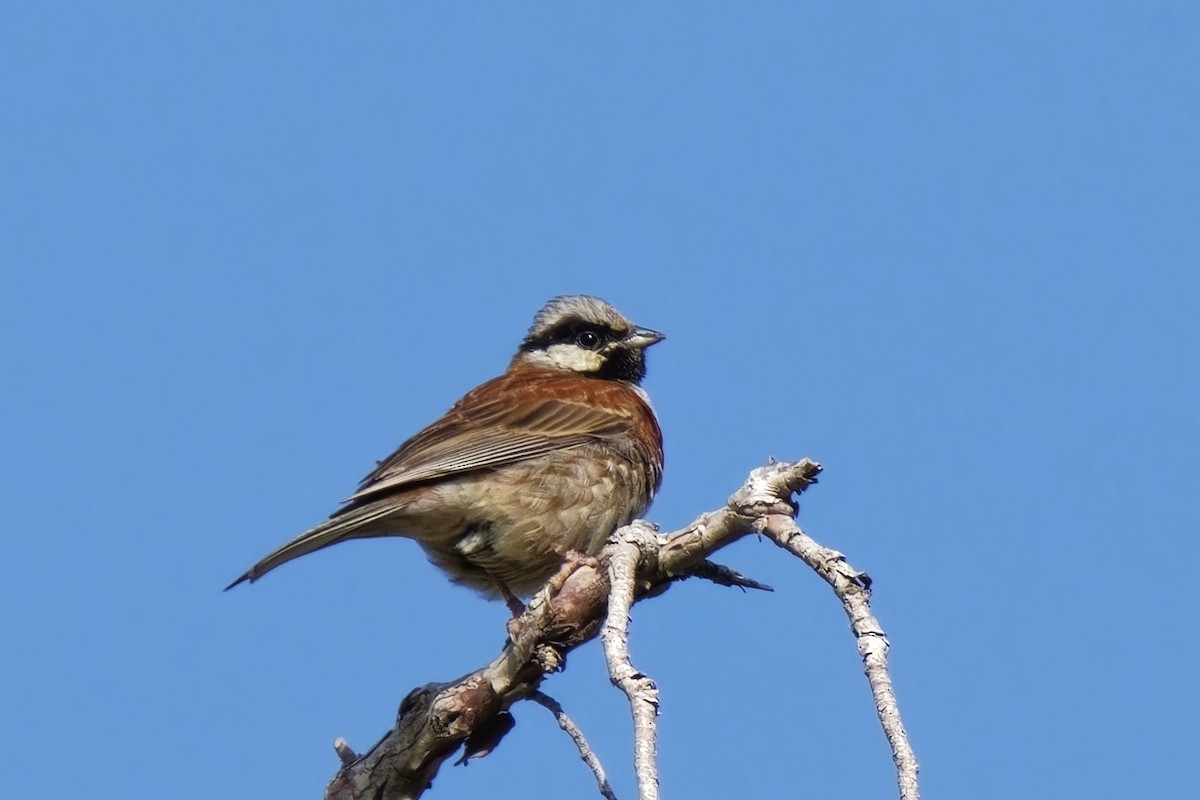 White-capped Bunting - ML620220444