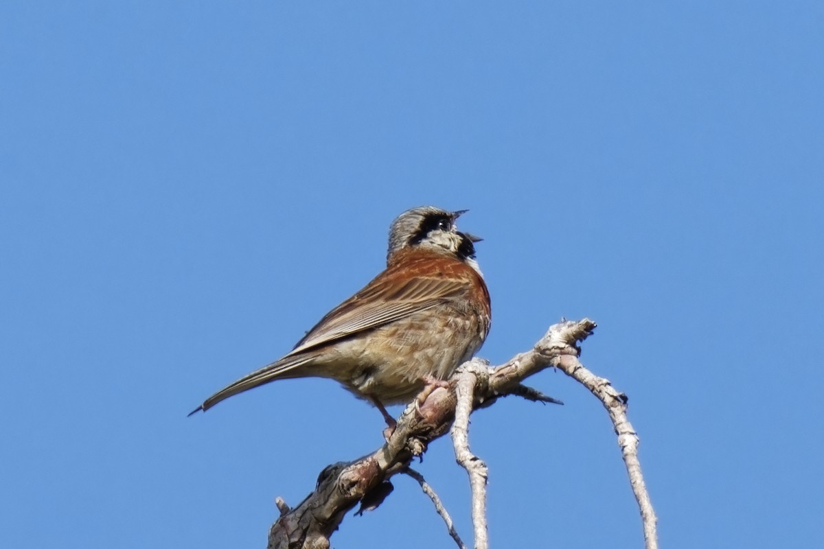 White-capped Bunting - ML620220445
