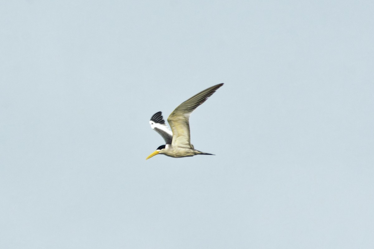 Large-billed Tern - ML620220453