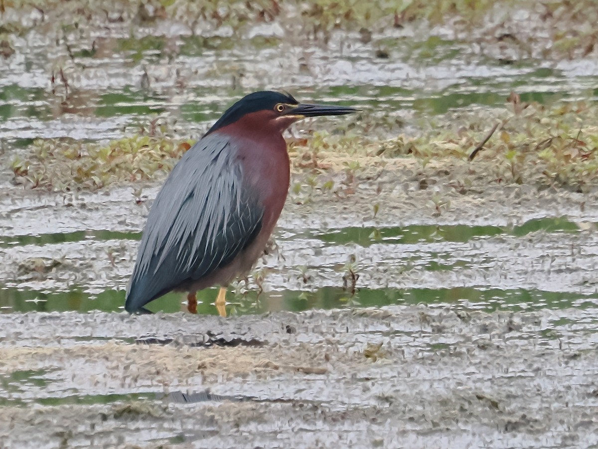 Green Heron - ML620220460