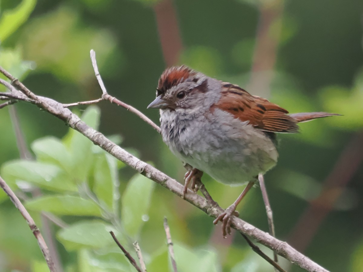 Swamp Sparrow - ML620220471