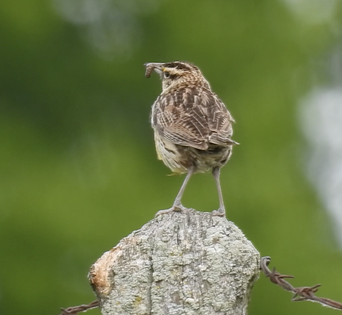 Eastern Meadowlark - ML620220478