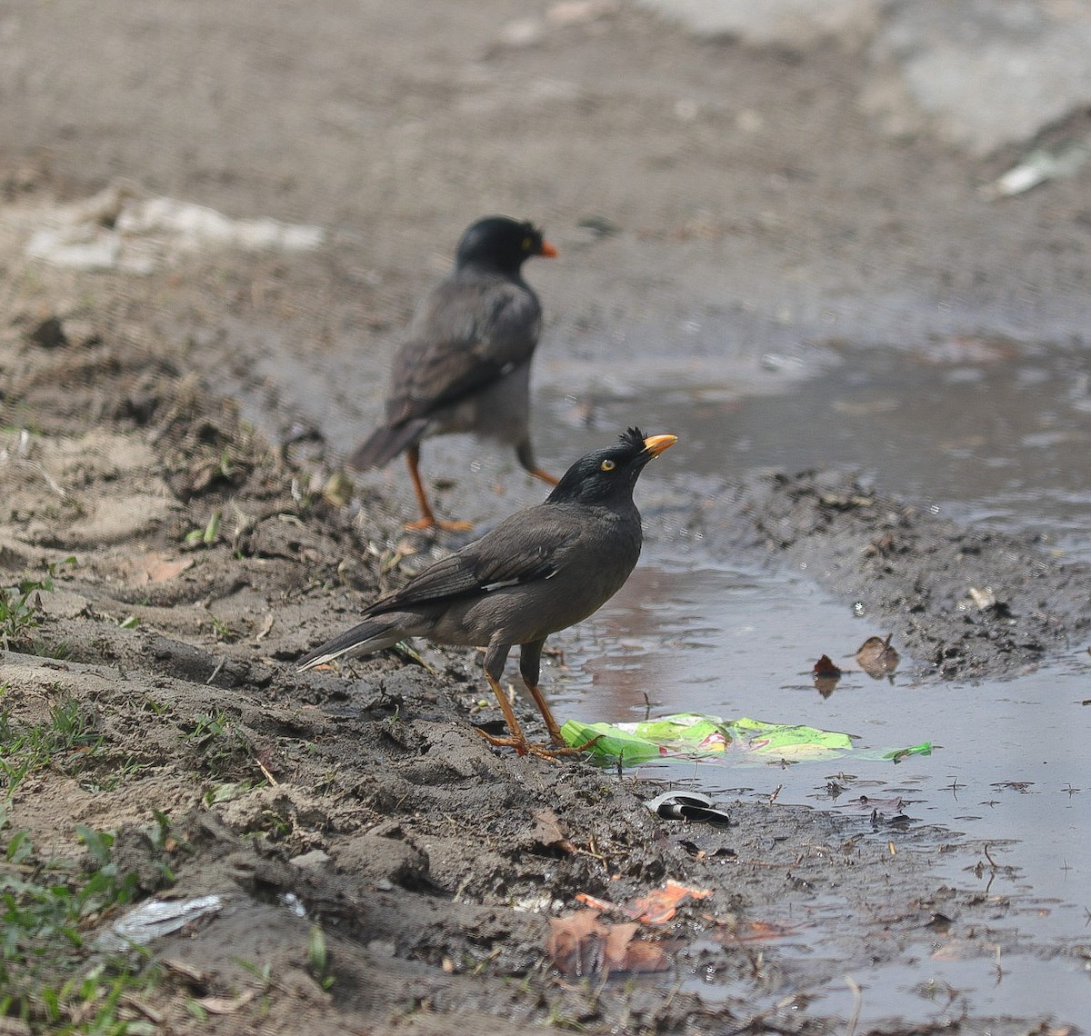 Jungle Myna - Kaajal Dasgupta