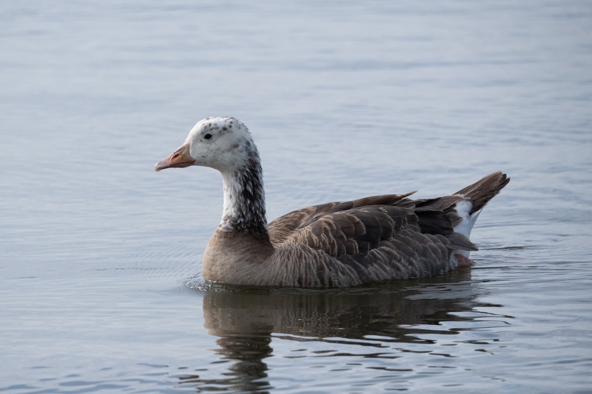 tamgås (domestisert Anser sp.) x kanadagås (hybrid) - ML620220481