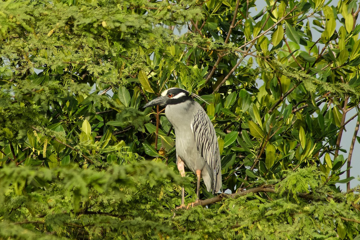 Yellow-crowned Night Heron - ML620220483