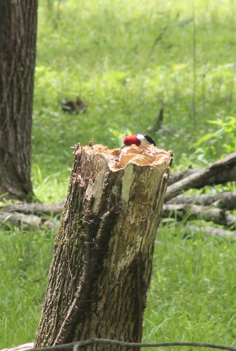 Red-headed Woodpecker - ML620220484