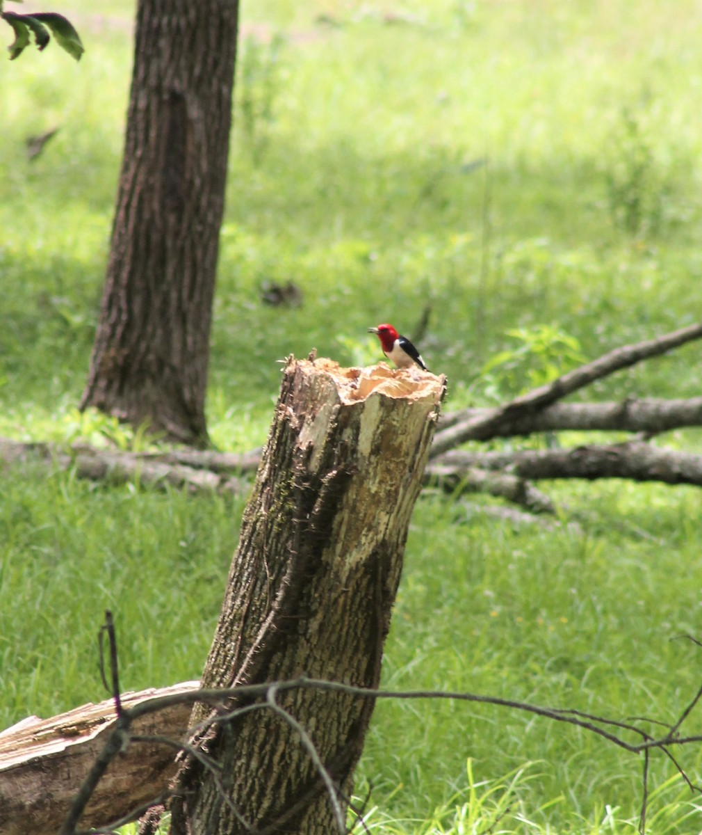 Red-headed Woodpecker - ML620220485
