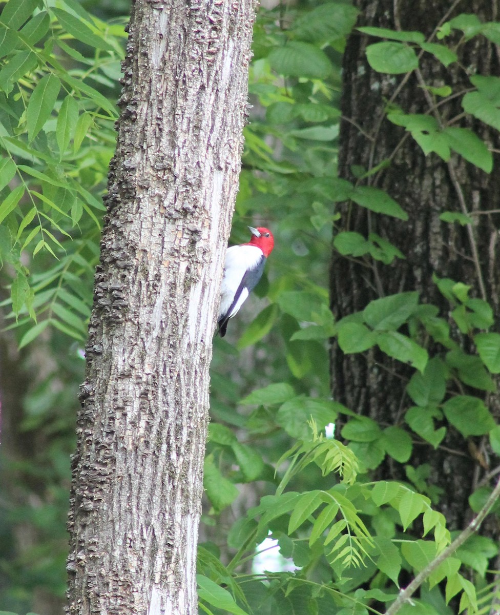 Red-headed Woodpecker - ML620220486