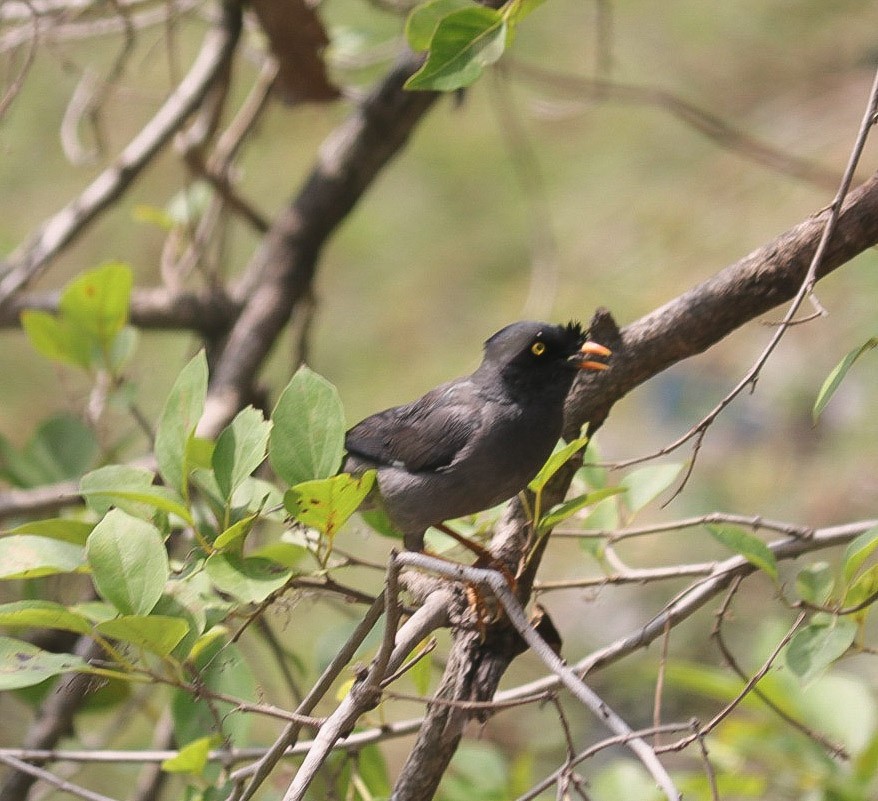 Jungle Myna - ML620220487