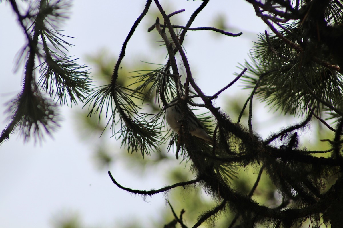 Blackpoll Warbler - ML620220489