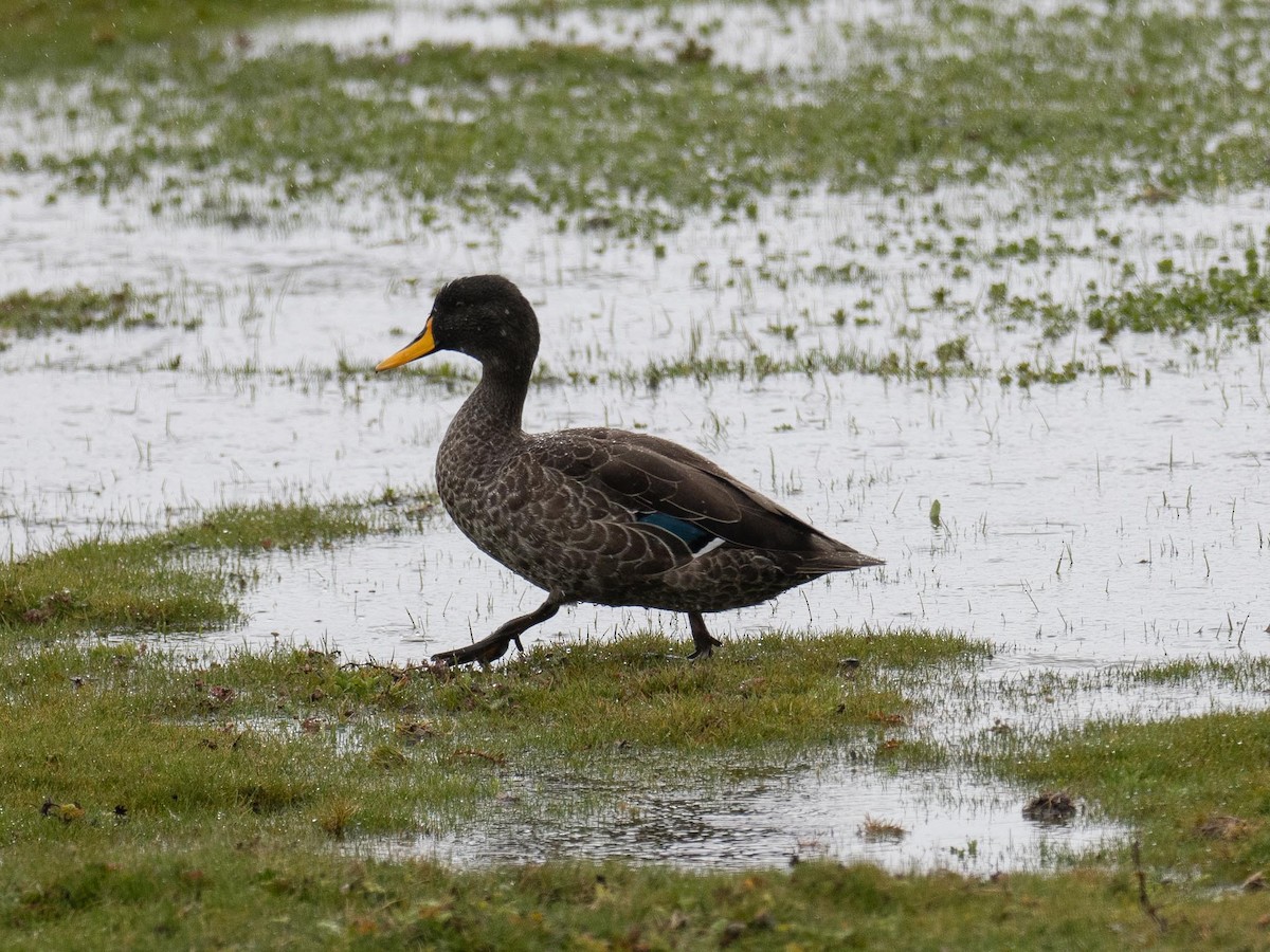 Yellow-billed Duck - ML620220493