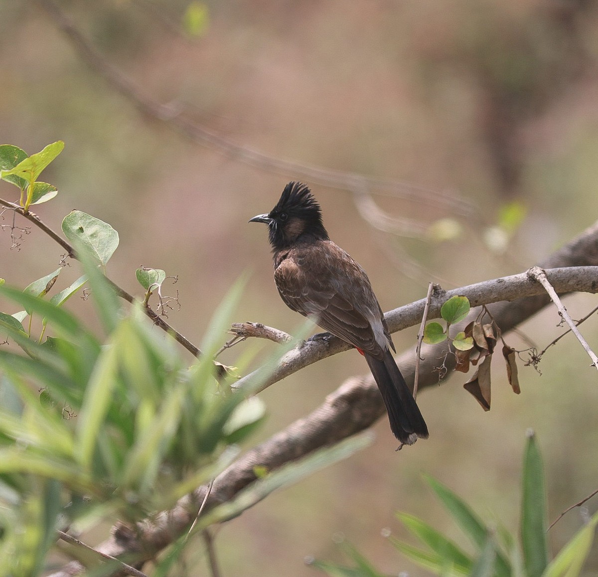 Bulbul à ventre rouge - ML620220495