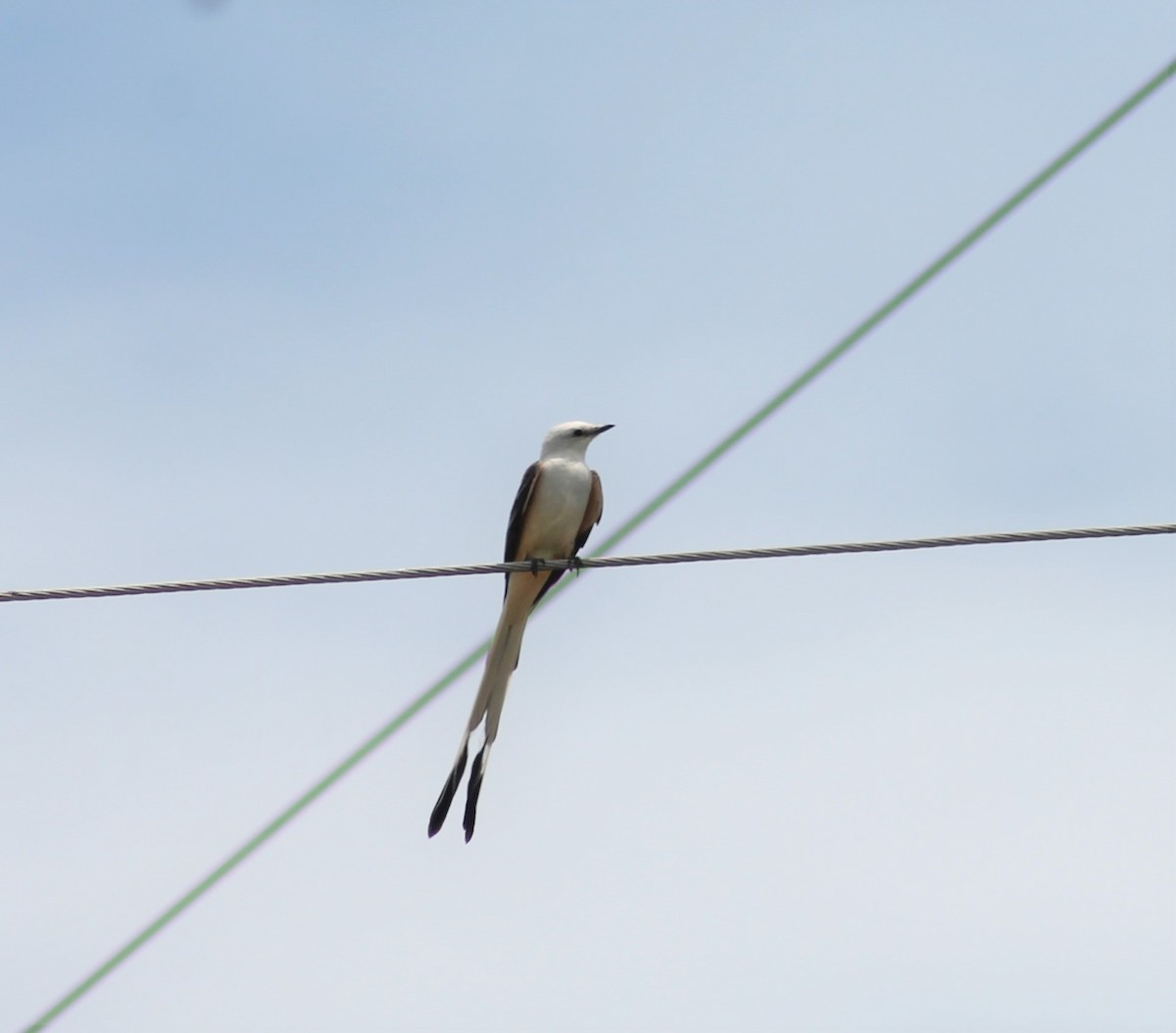 Scissor-tailed Flycatcher - David Aborn