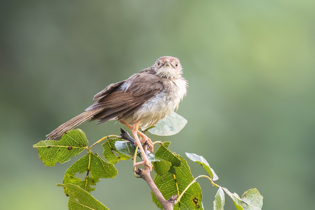 Prinia modeste - ML620220506