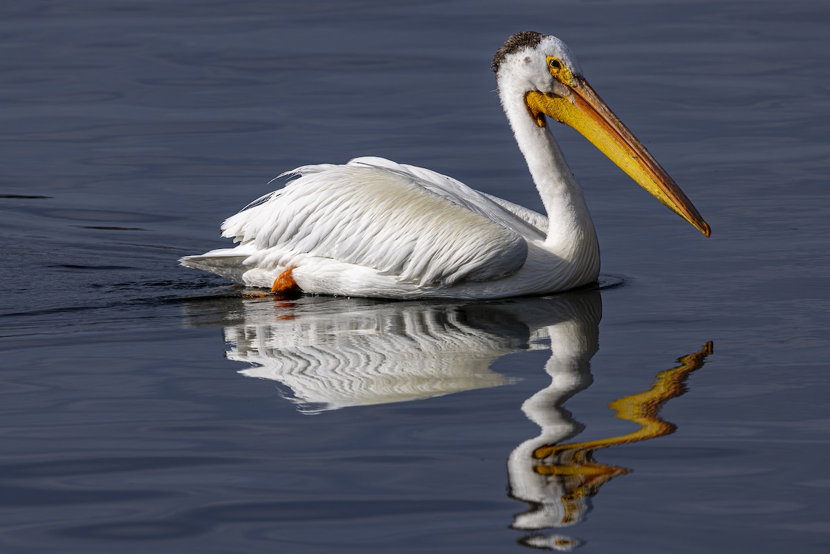 American White Pelican - ML620220513