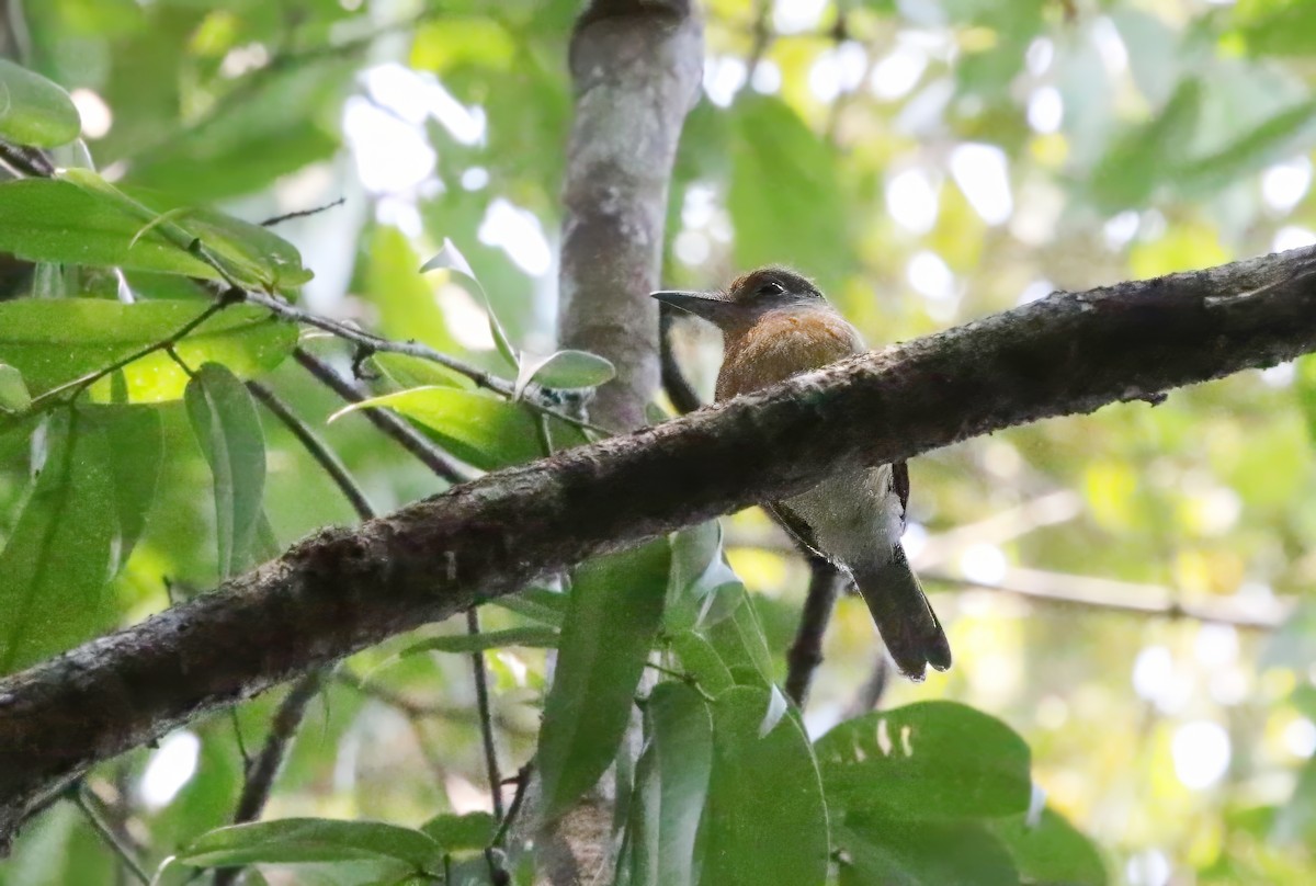Rufous-capped Nunlet - ML620220515