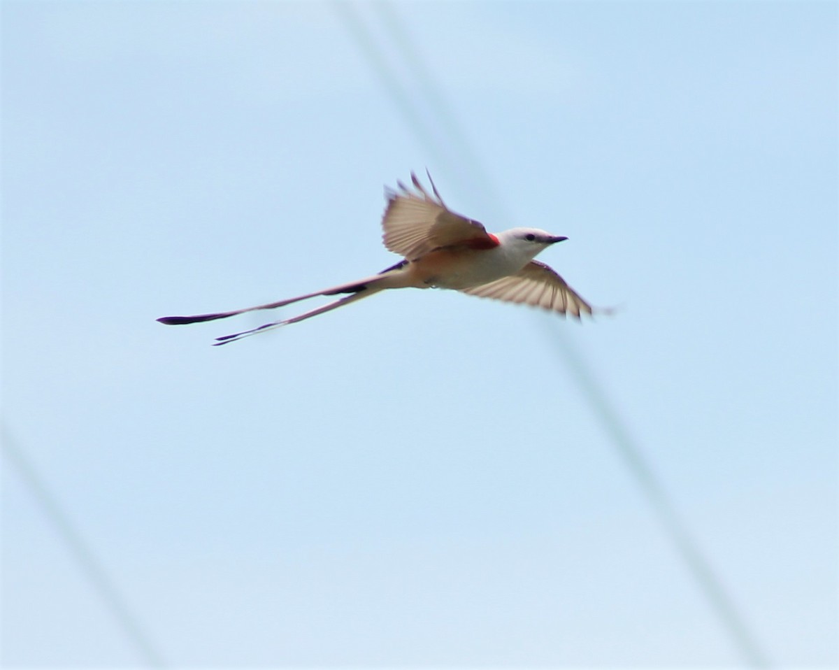 Scissor-tailed Flycatcher - ML620220517