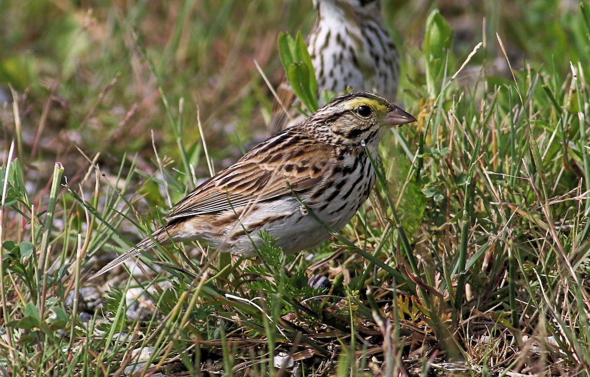Savannah Sparrow - ML620220519