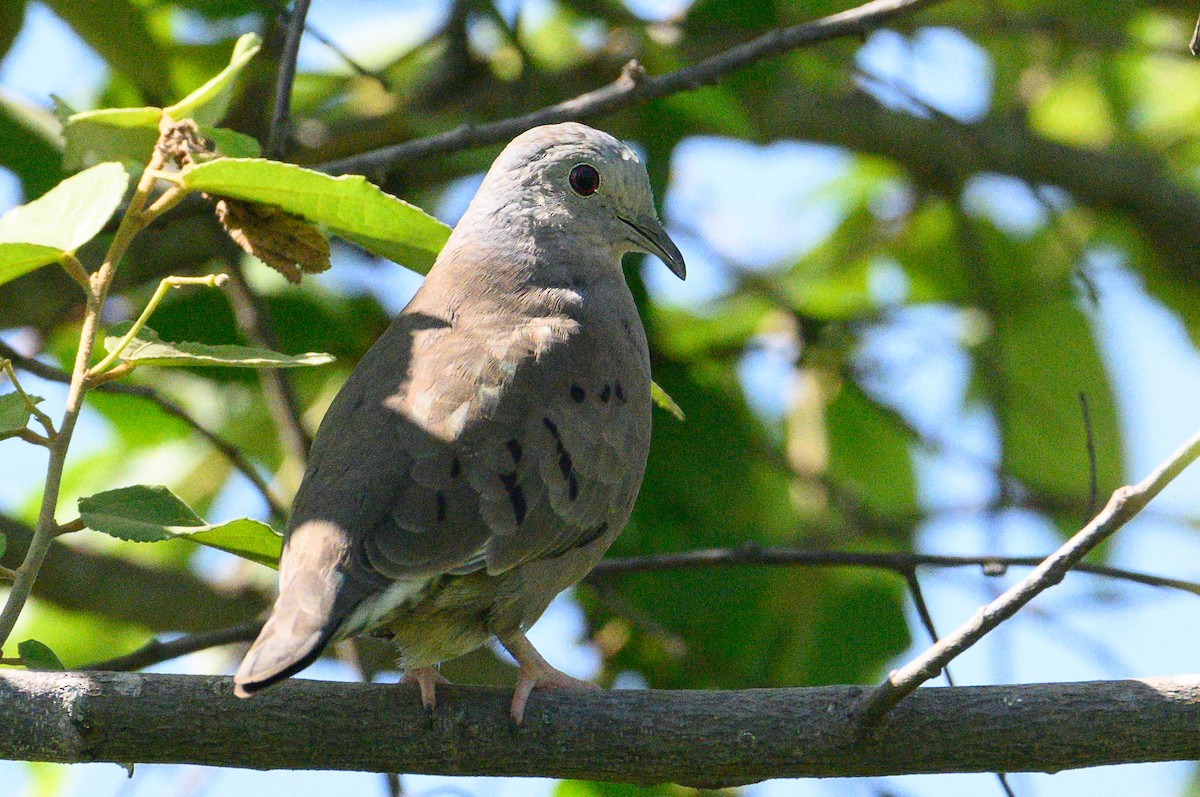 Plain-breasted Ground Dove - ML620220530