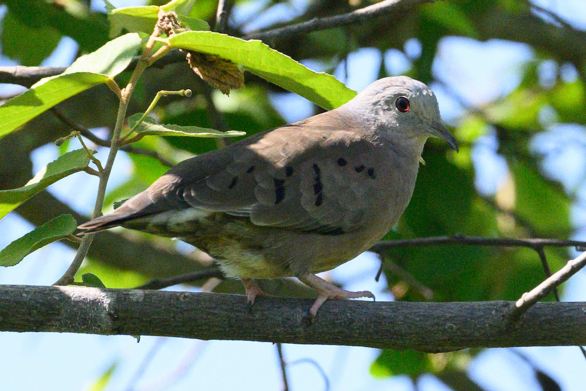 Plain-breasted Ground Dove - ML620220533