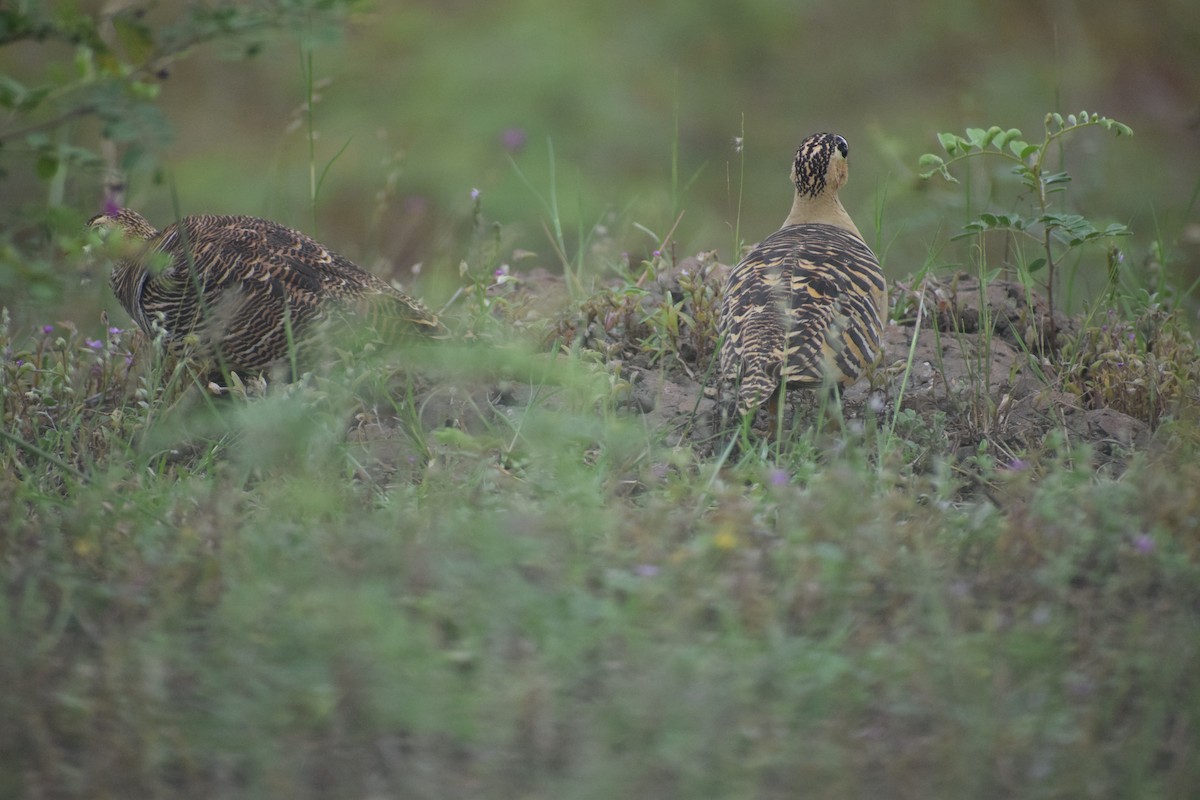 Painted Sandgrouse - ML620220535