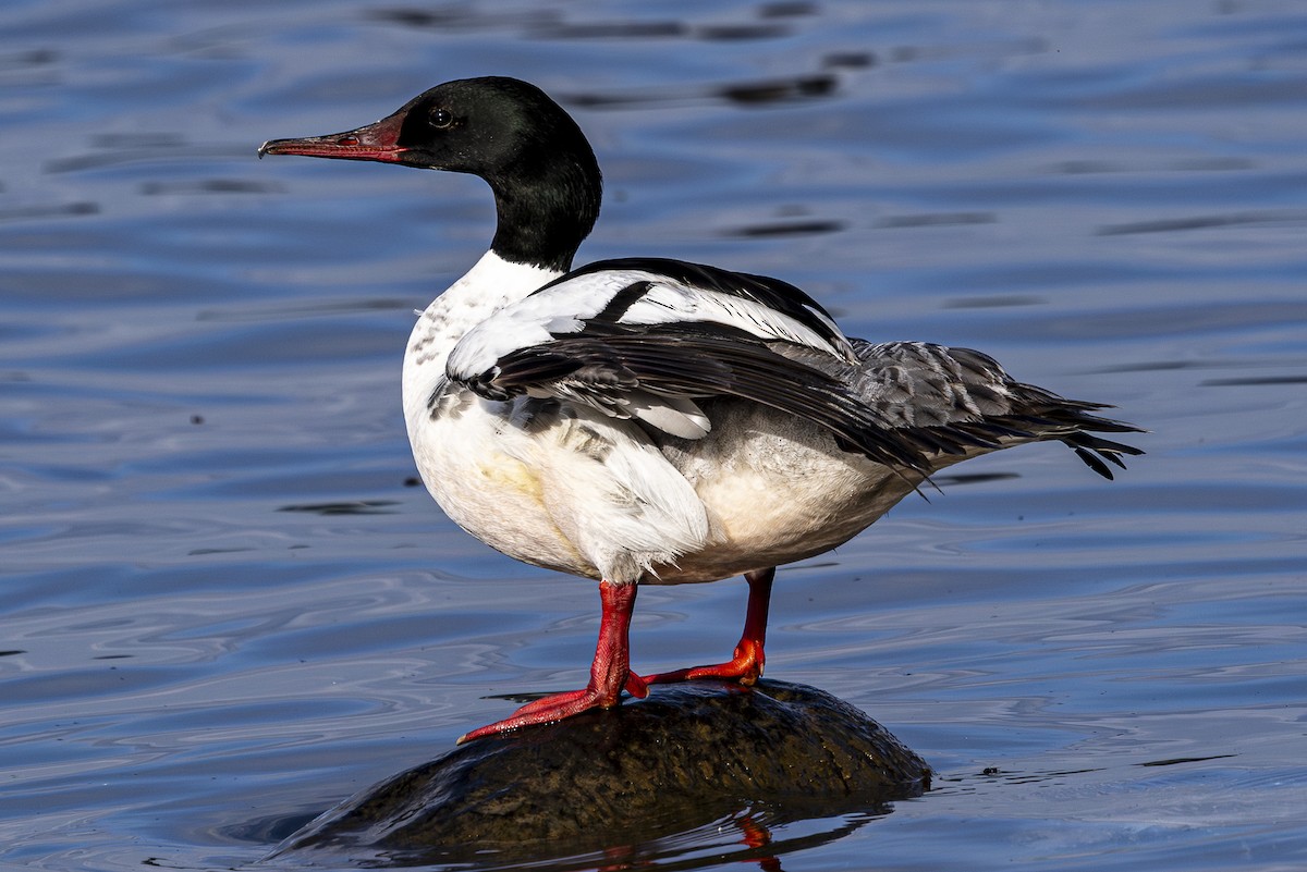 Common Merganser - ML620220547