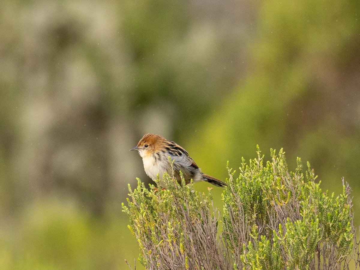 Ethiopian Cisticola - ML620220550