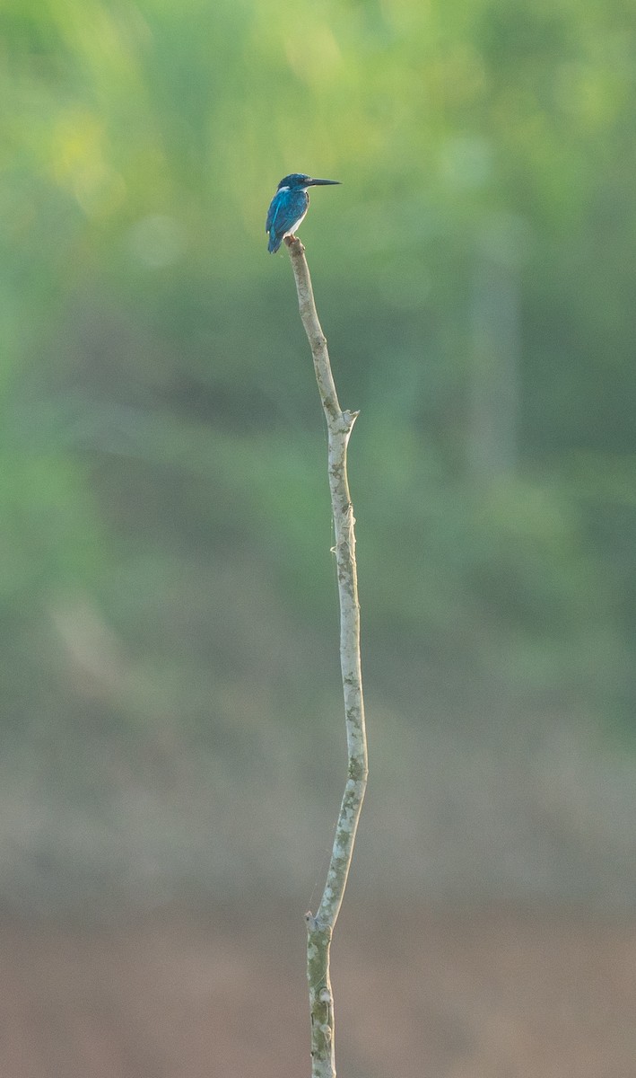 Small Blue Kingfisher - ML620220566