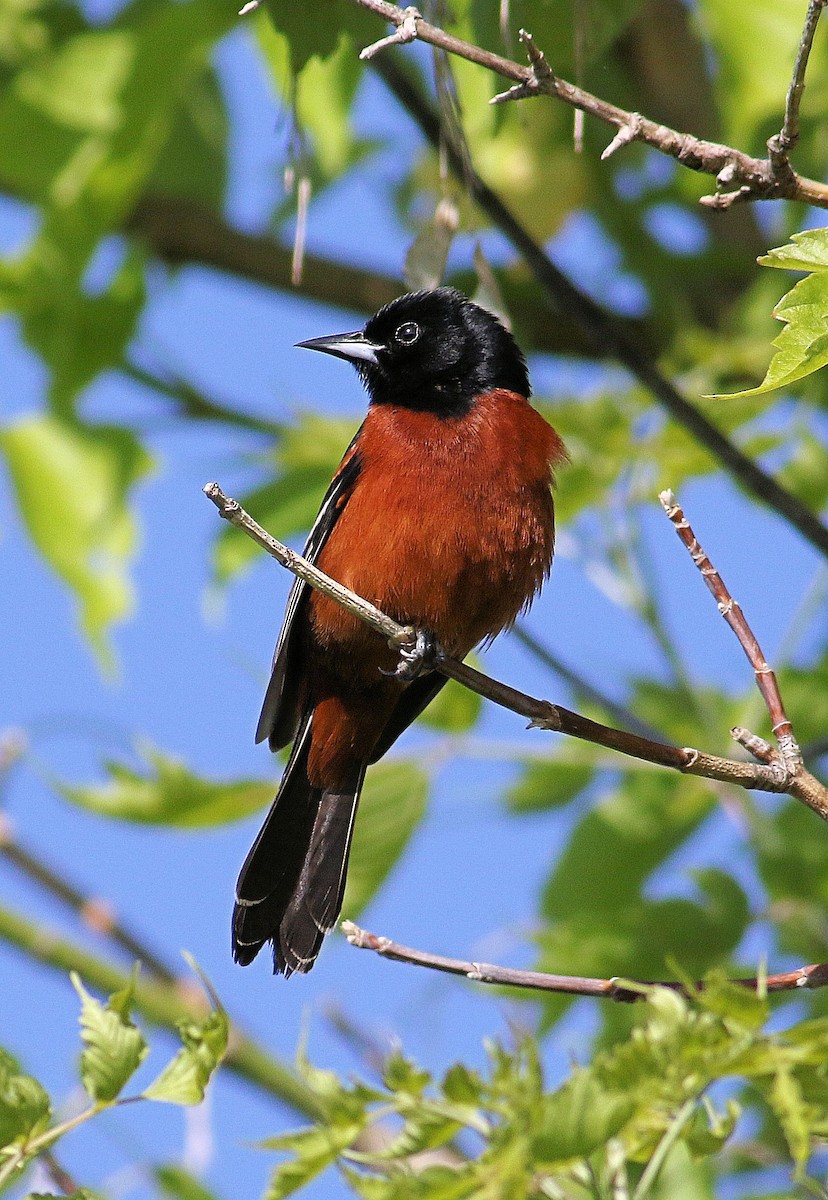Orchard Oriole - ML620220568