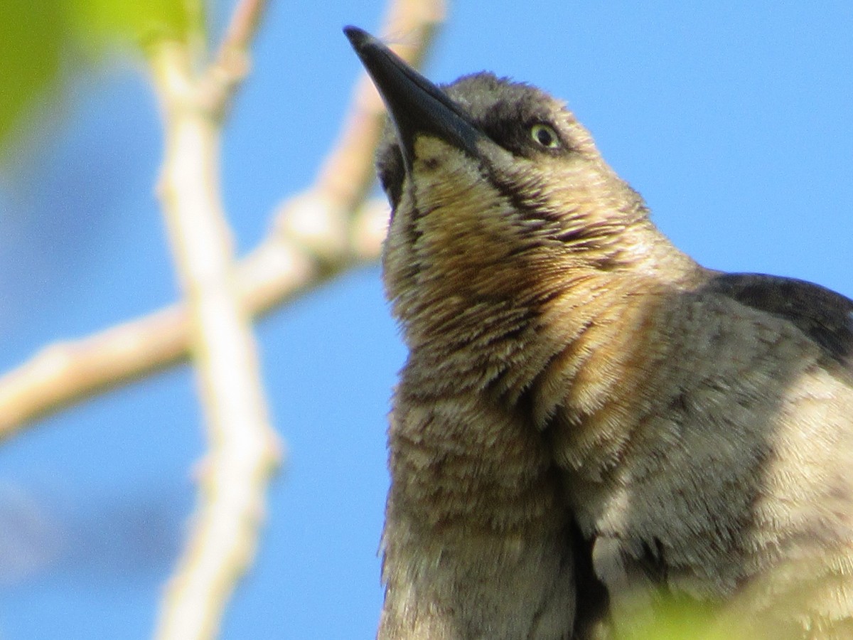 Great-tailed Grackle - ML620220579