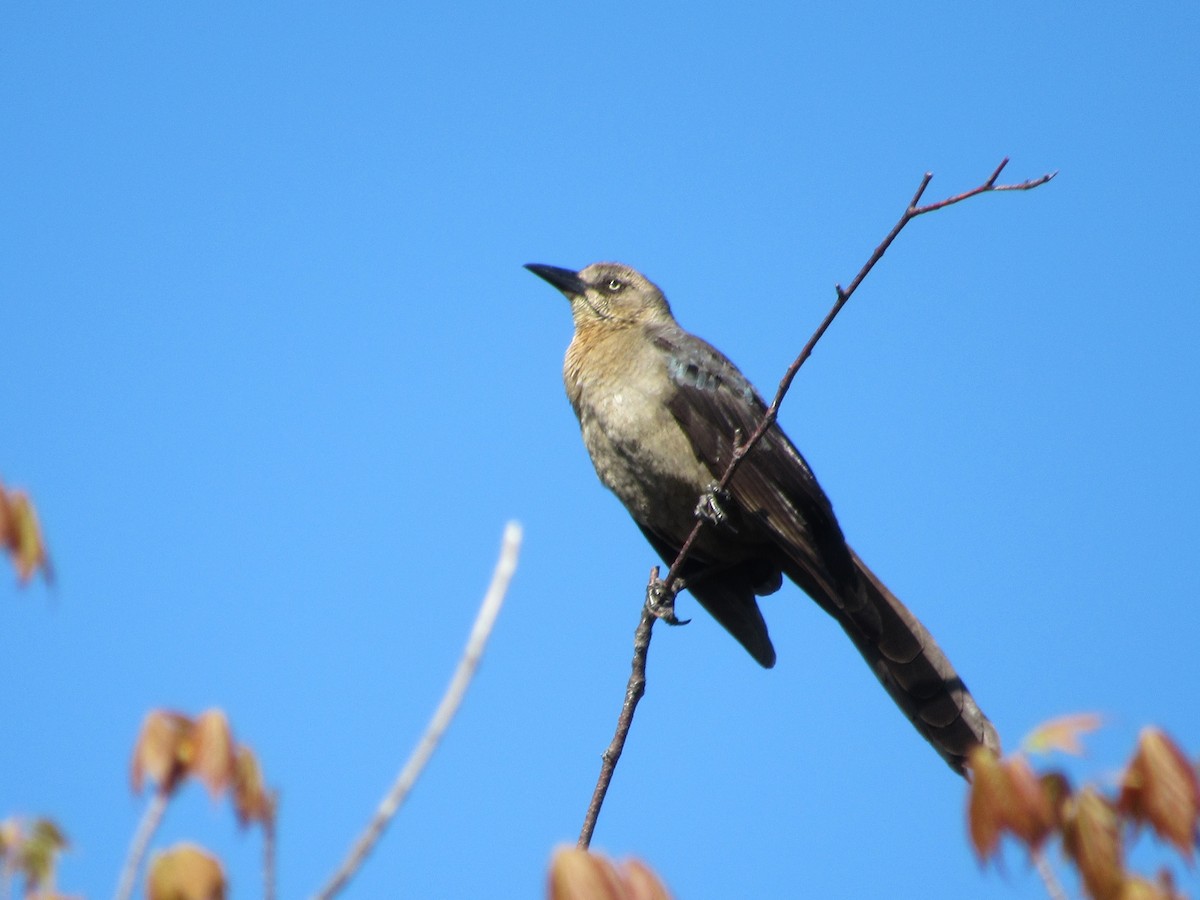Great-tailed Grackle - ML620220580