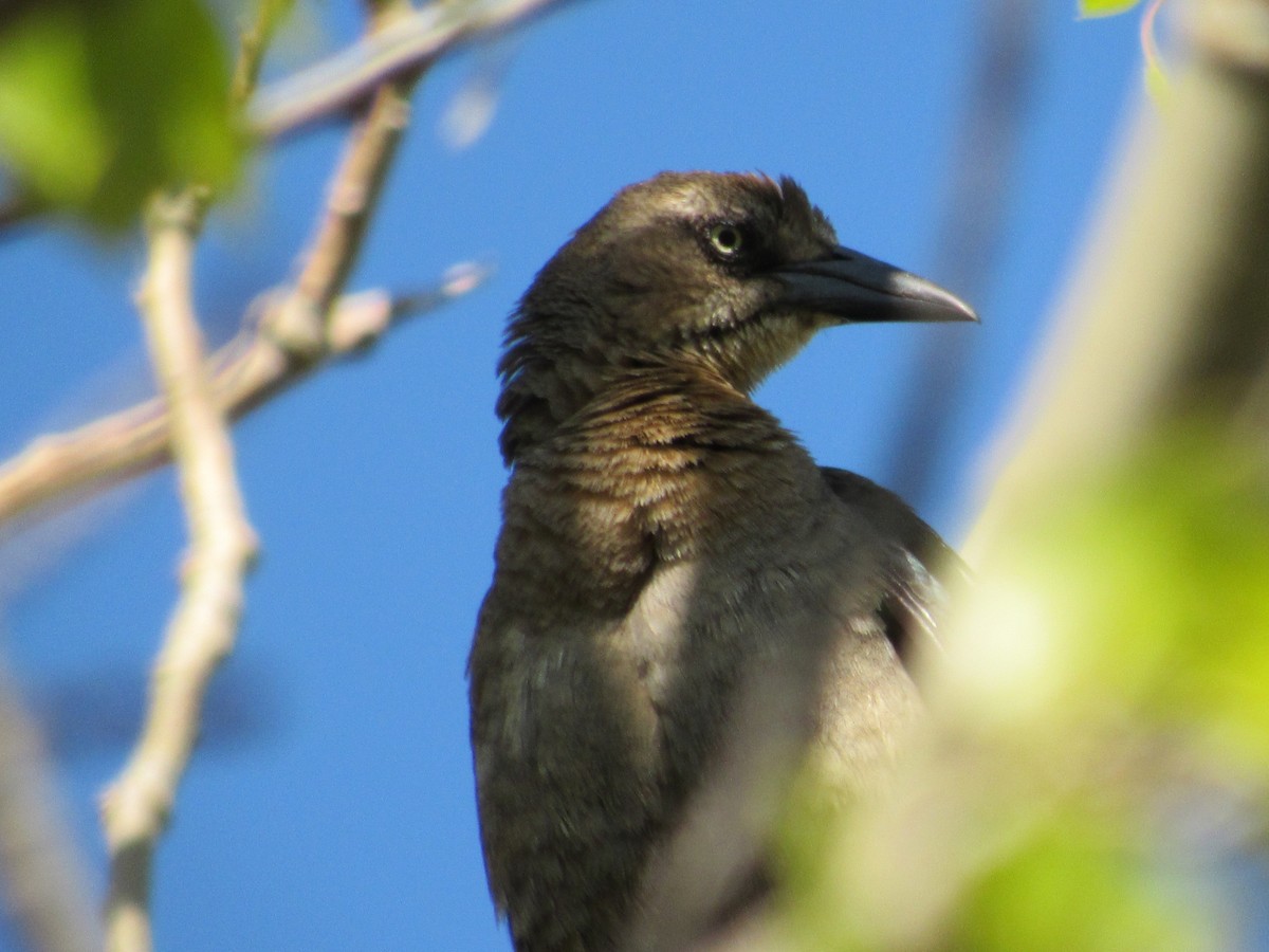 Great-tailed Grackle - ML620220581
