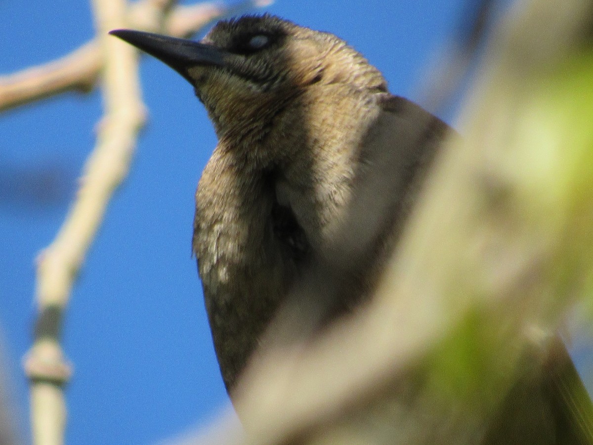 Great-tailed Grackle - ML620220583