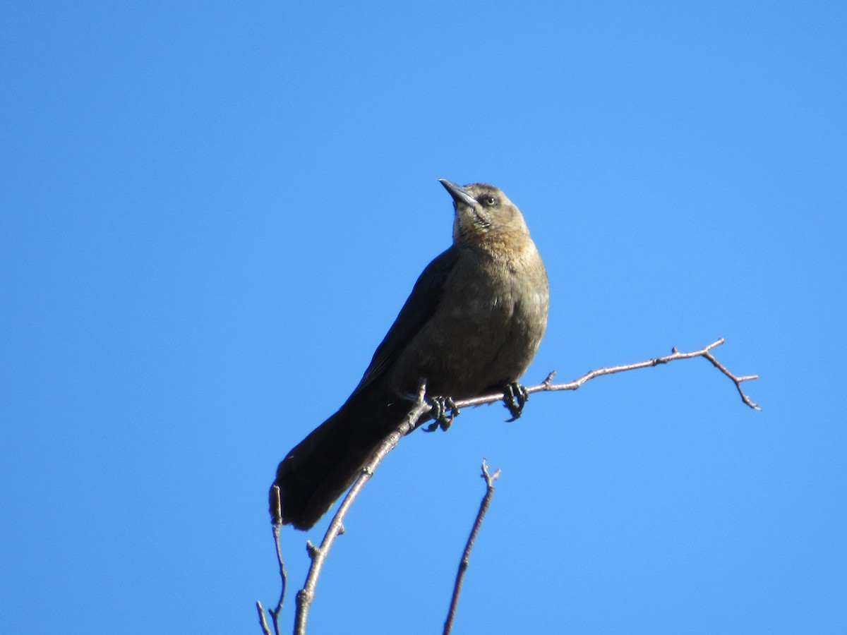 Great-tailed Grackle - ML620220584