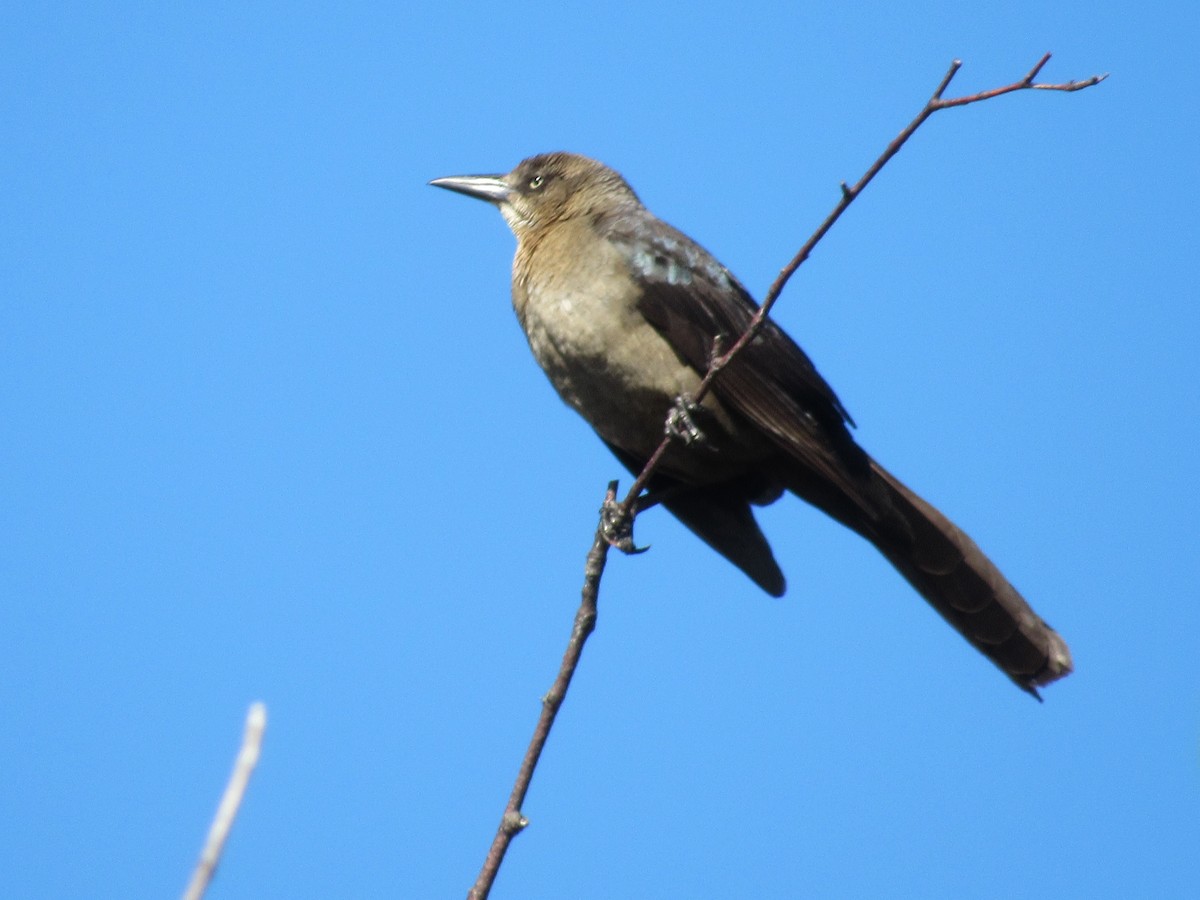 Great-tailed Grackle - ML620220586