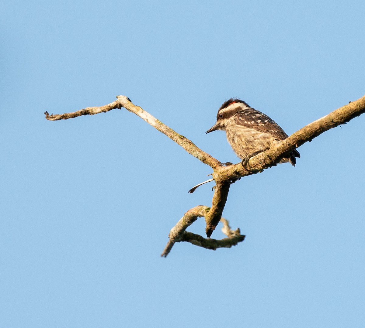 Sunda Pygmy Woodpecker - ML620220588