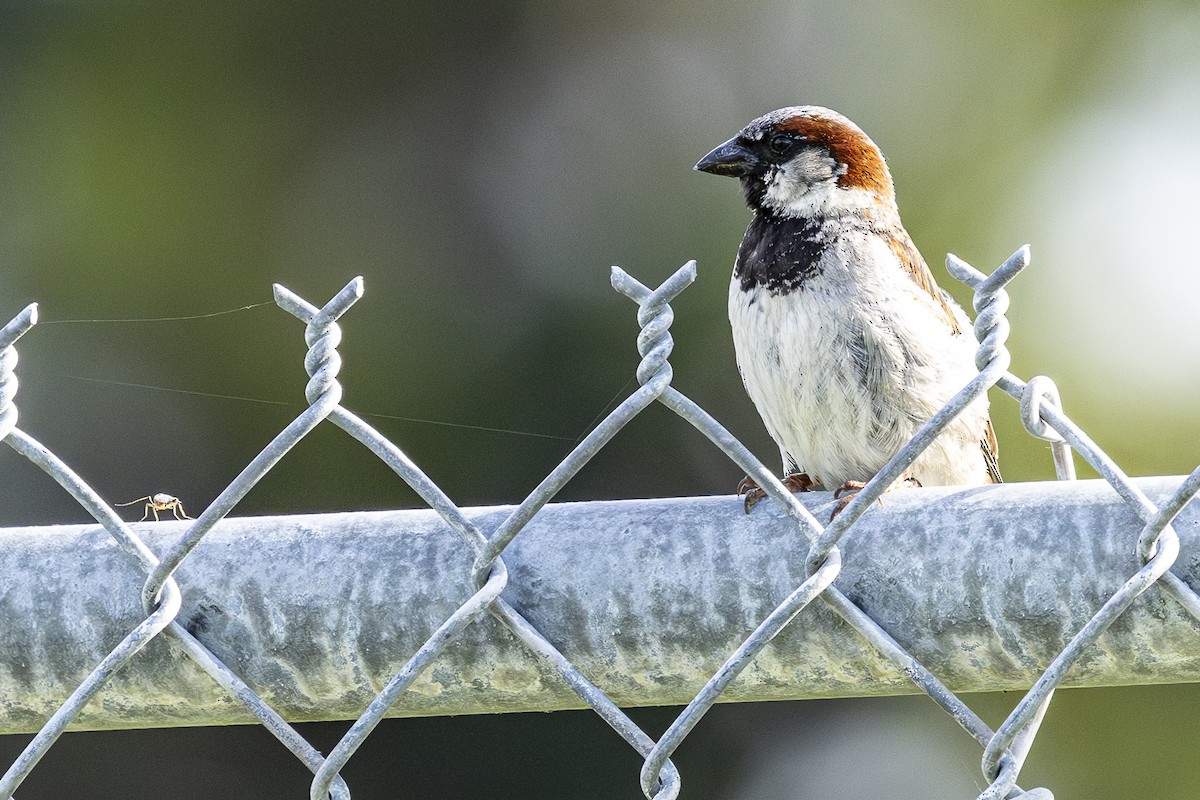 House Sparrow - Jef Blake