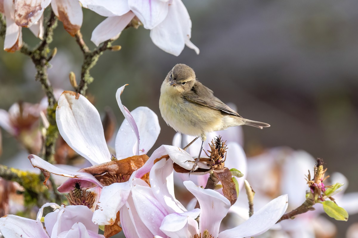 Common Chiffchaff - ML620220596