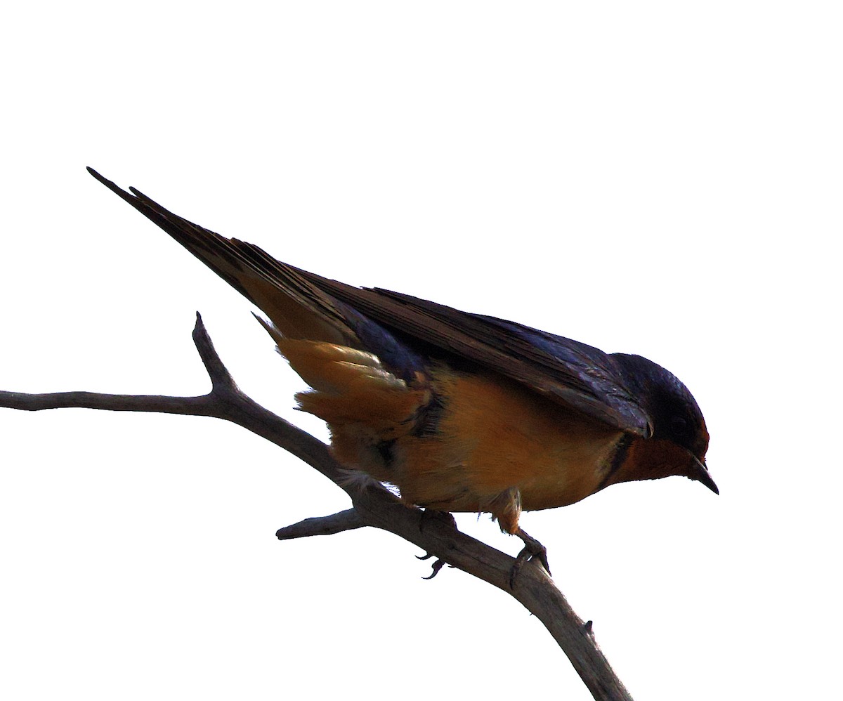 Barn Swallow - ML620220611