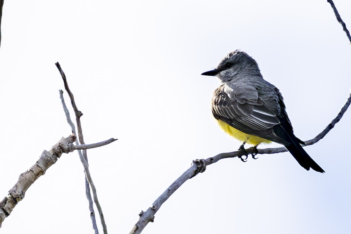 Western Kingbird - ML620220621