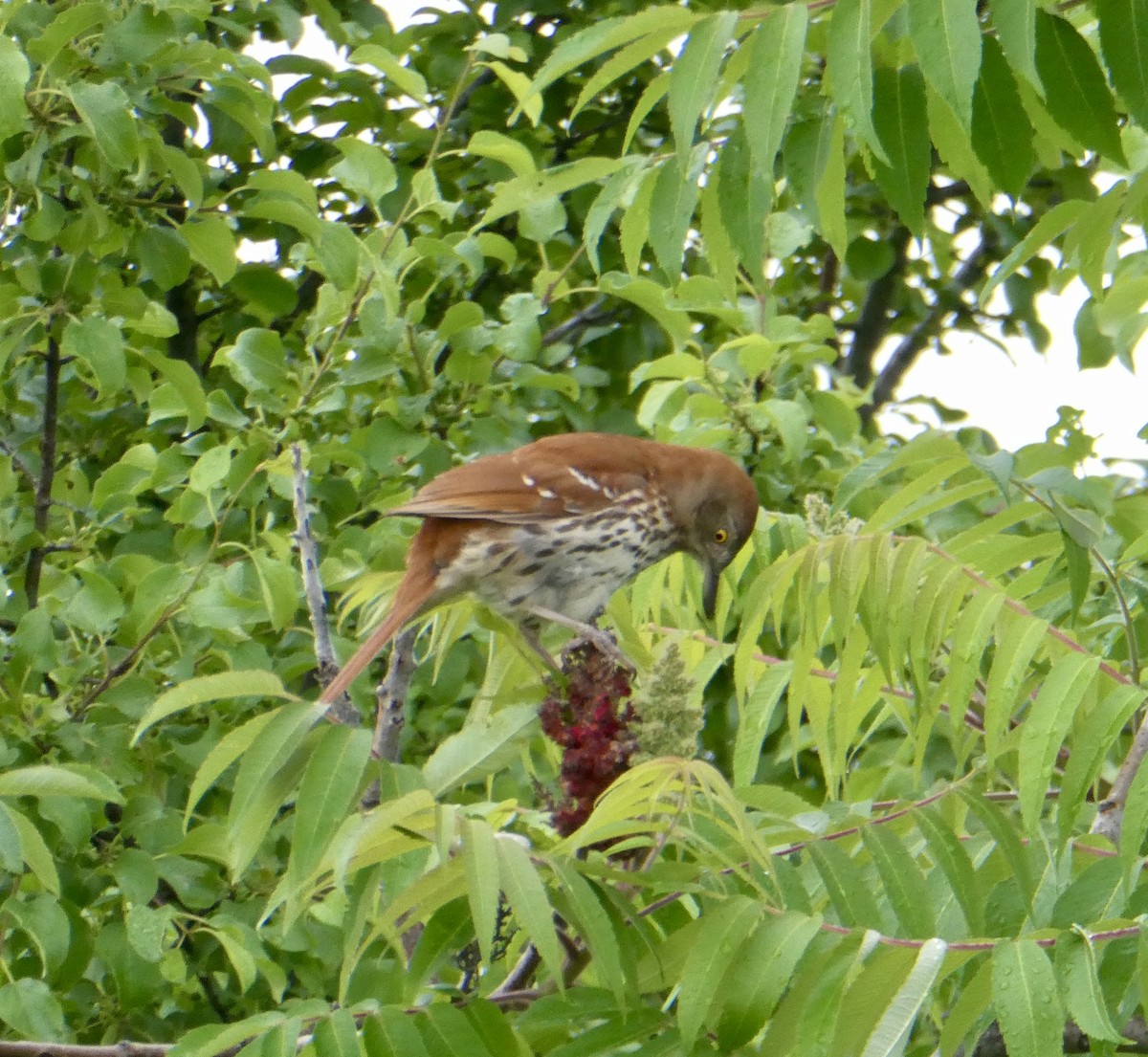 Brown Thrasher - ML620220624