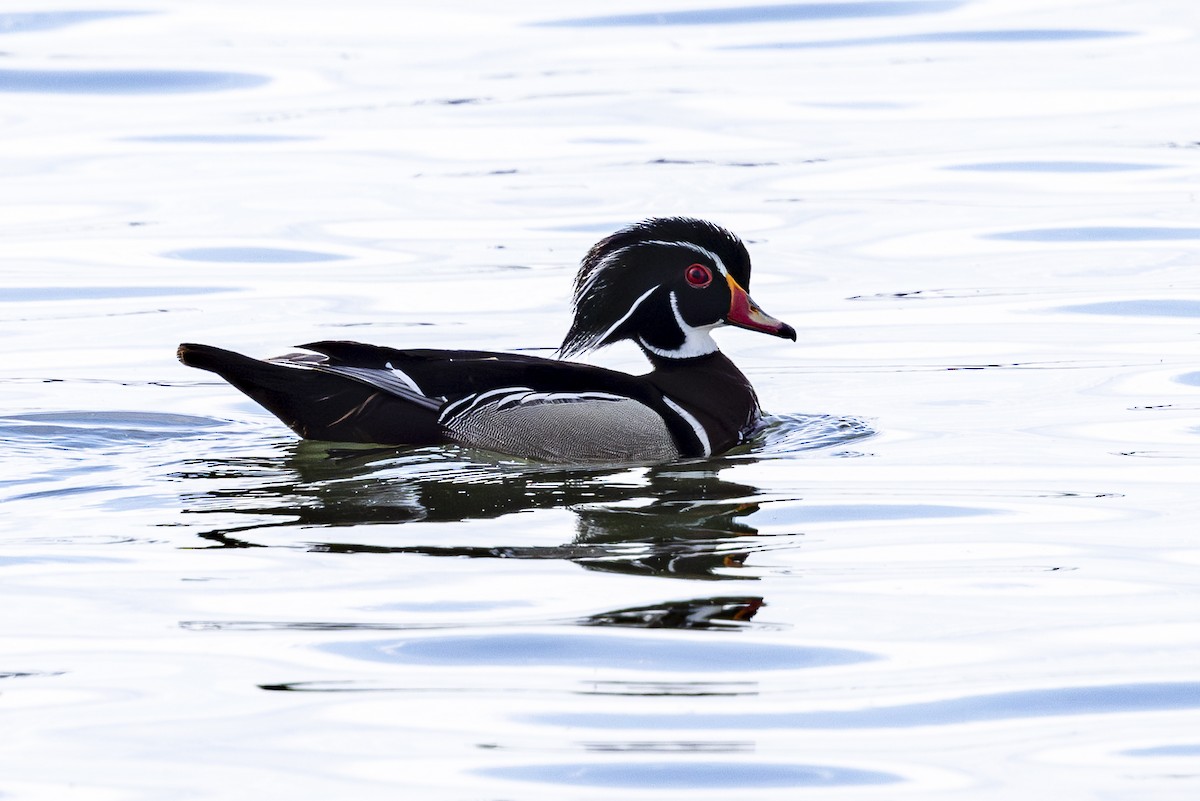 Wood Duck - ML620220625