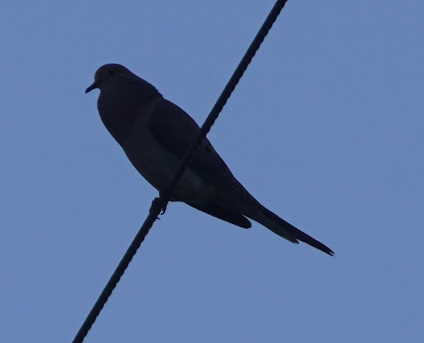 Mourning Dove - ML620220635