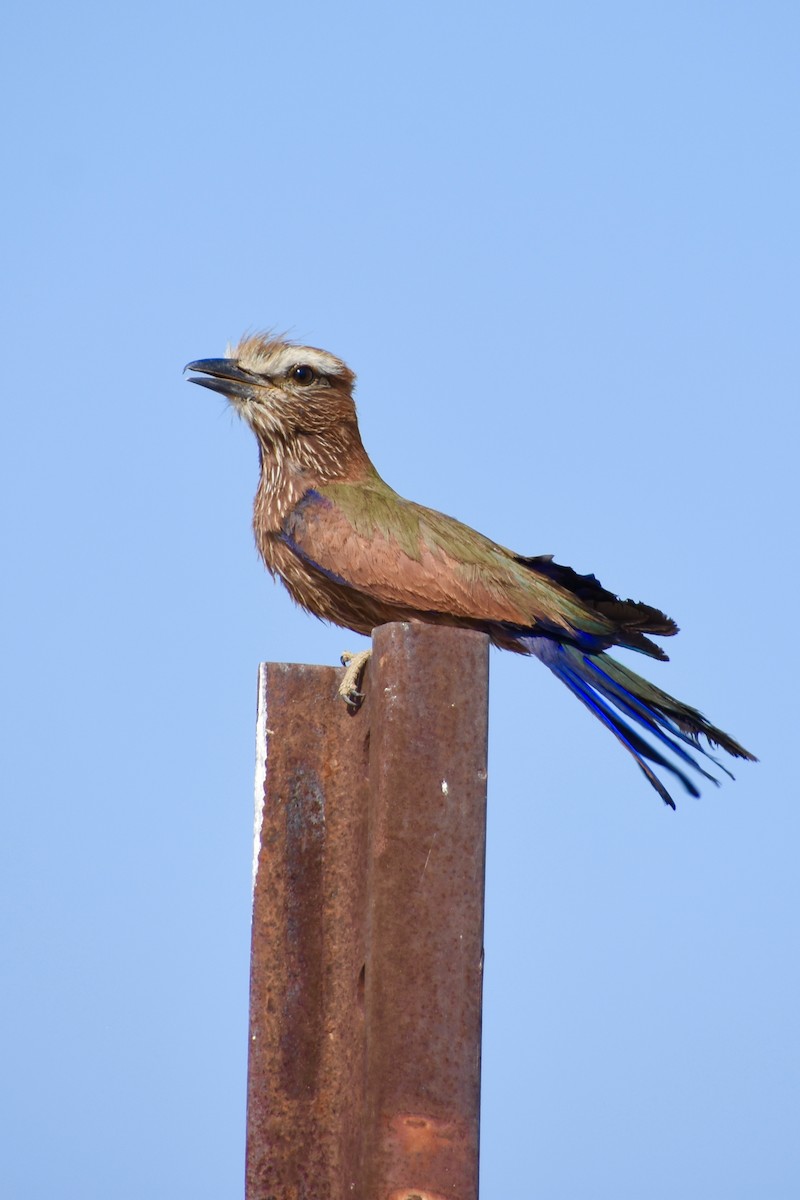 Rufous-crowned Roller - ML620220645