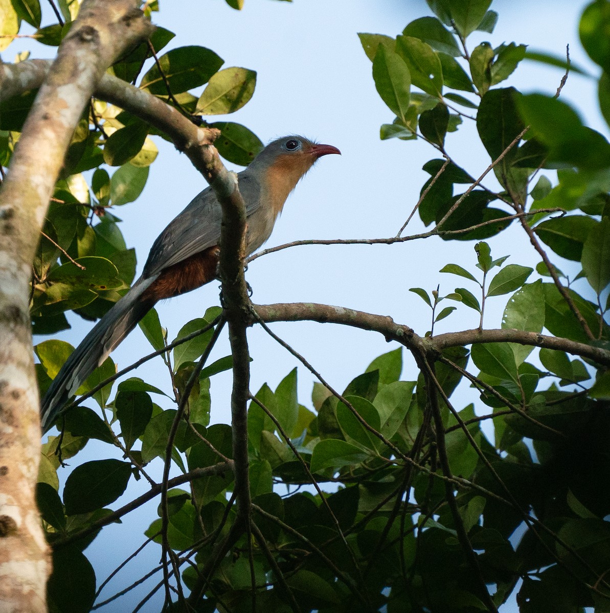 Red-billed Malkoha - ML620220699