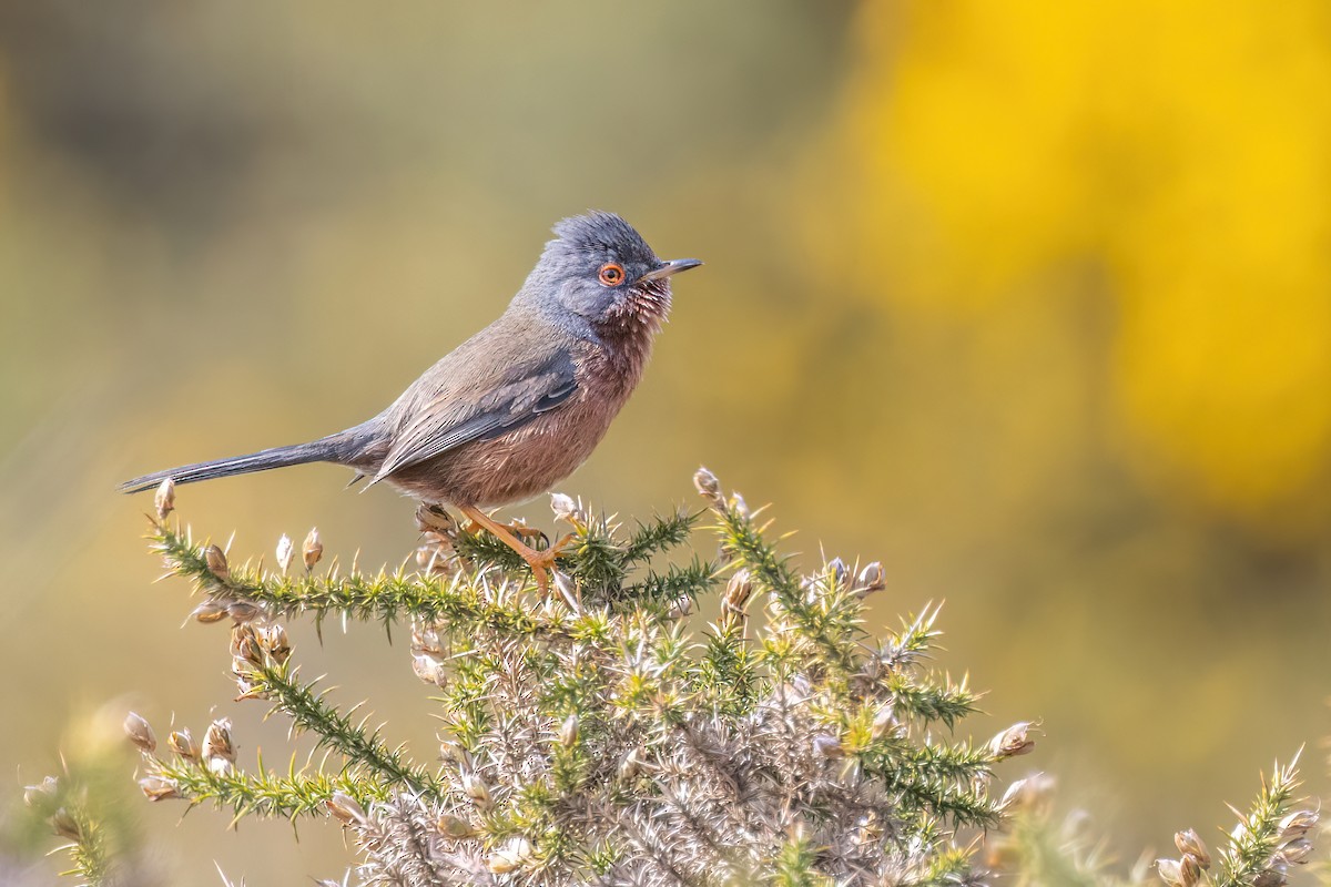 Dartford Warbler - ML620220706