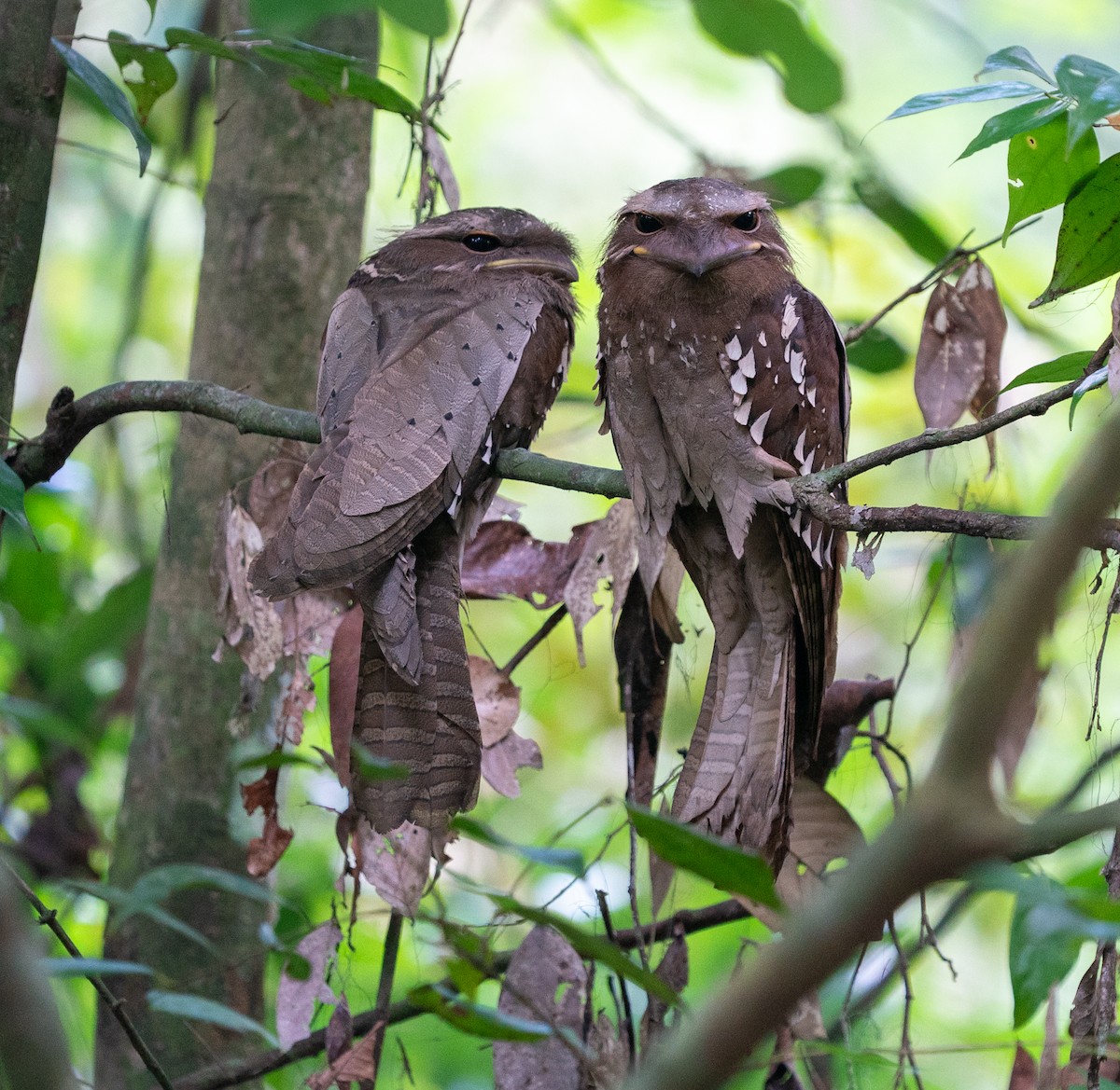 Large Frogmouth - ML620220709